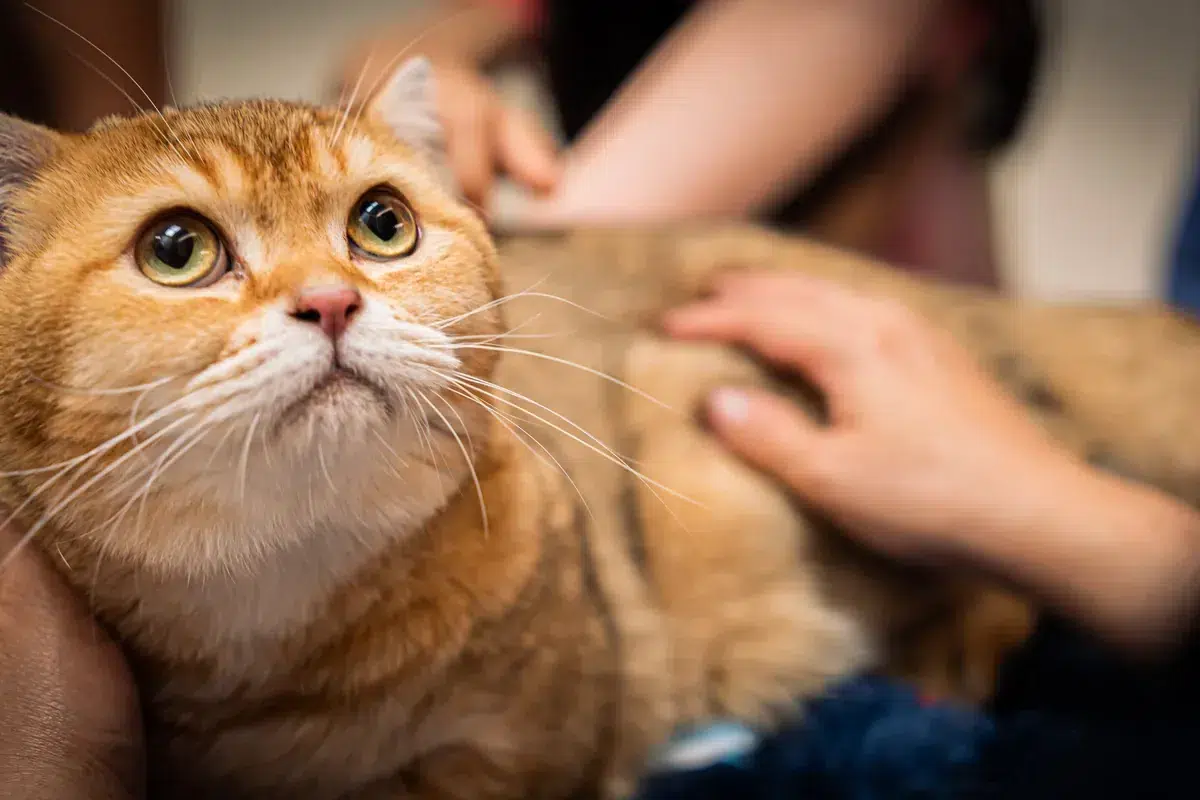 ACTION FELINE CARE 1