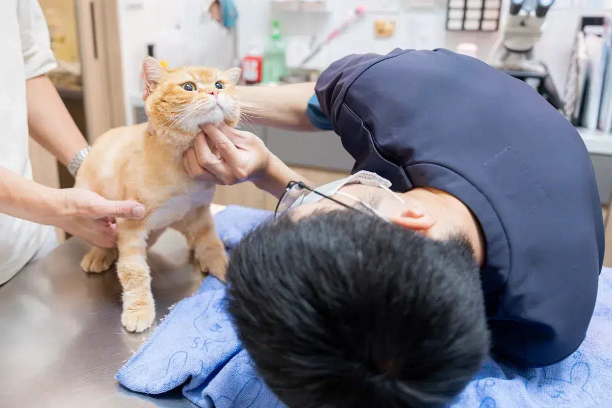 ACTION FELINE EXAMINATION 1