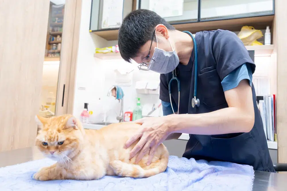 ACTION HOME CAT CARE