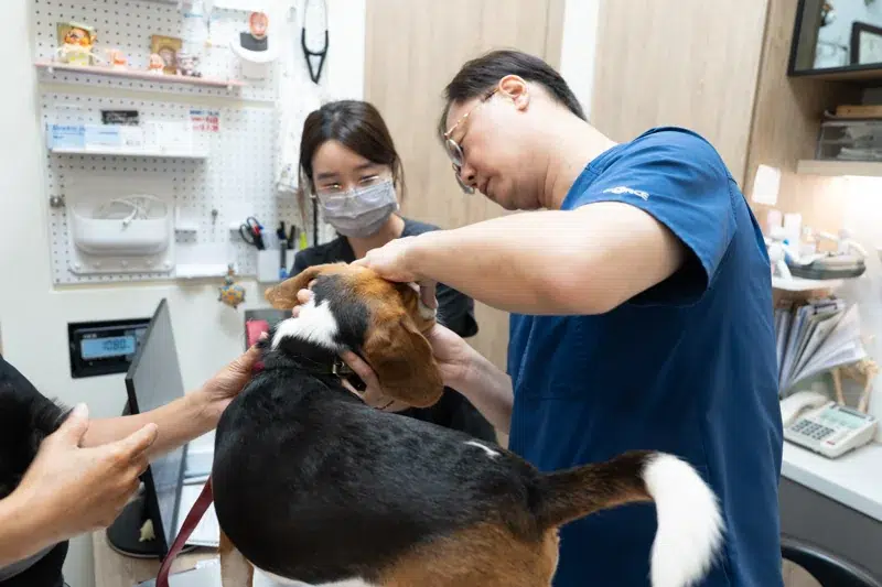 醫師與醫療人員為犬隻進行診察