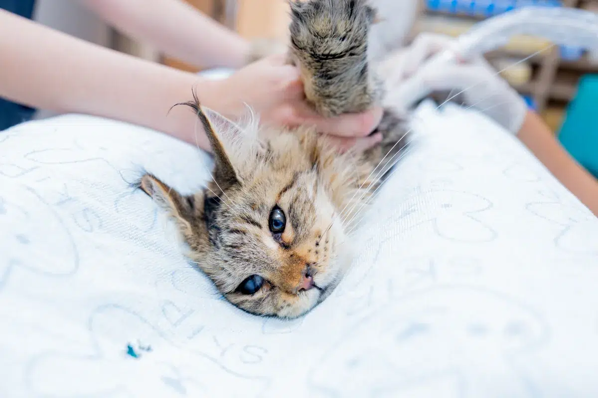 ACTION SERVICES CAT